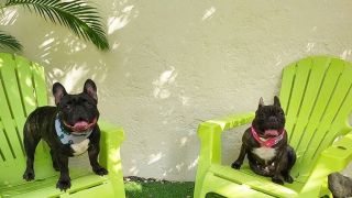 alojamientos para perros en santo domingo Malala's Veterinaria en Casa