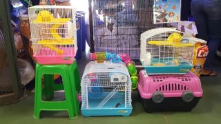 lugares para comprar un hamster en santo domingo Hámster RD