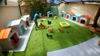 alojamientos para perros en santo domingo Pet Mansion