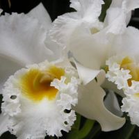 florist schools in santo domingo Orchids Dominicana, S.A.