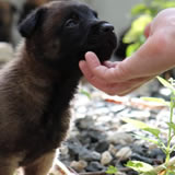 adiestradores caninos en santo domingo Centro de Adiestramiento Canino Molinak9