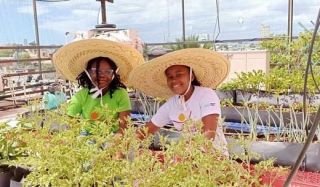 huertos urbanos en santo domingo Fundación Abriendo Camino